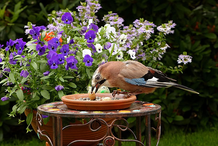 brown and multicolored bird standing on brown metal table near flowers