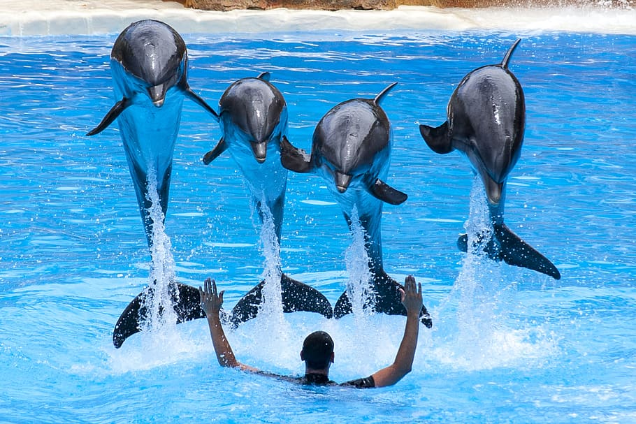 Canary Islands, Tenerife, loro park, dolphins, dolphin show, HD wallpaper