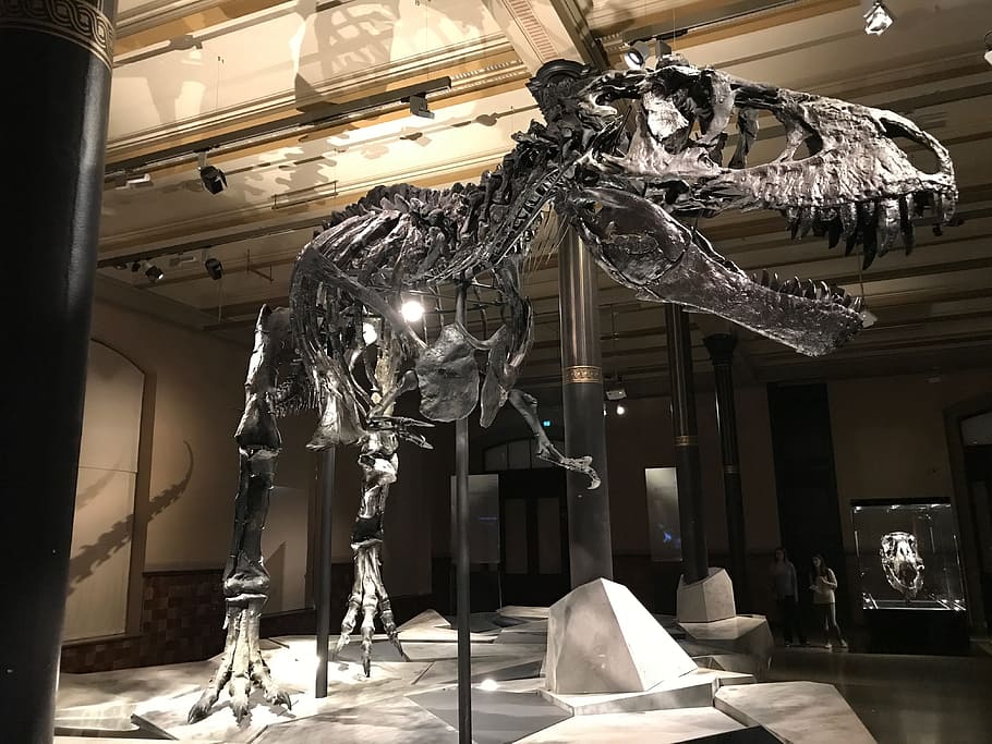 silver T-Rex skeleton, Dinosaur, Museum, T Rex, evolution, nature, HD wallpaper