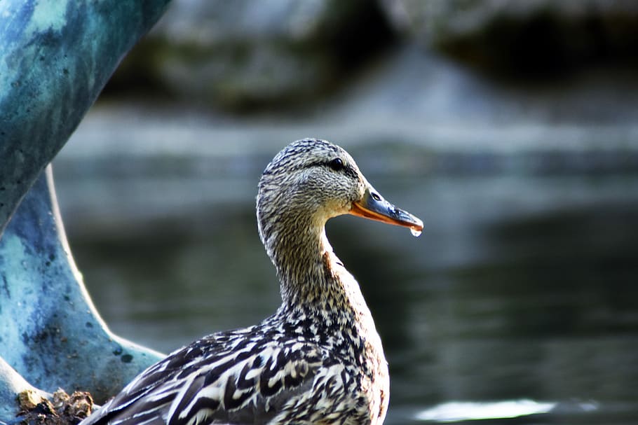 duck, mallard duck, teal, creature, water, animal world of HD wallpaper