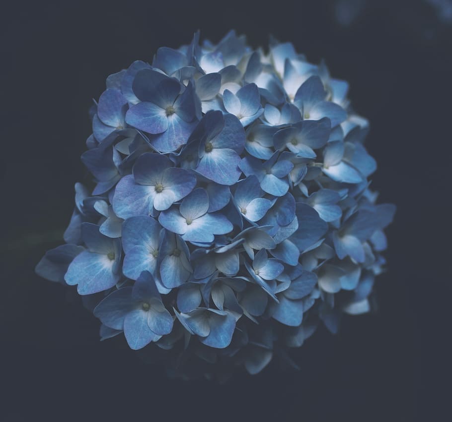 blue petaled flower plant, bouquet of blue flowers, hydrangea HD wallpaper
