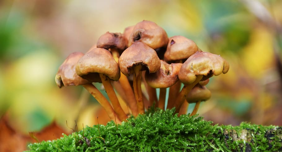 mushrooms, autumn, forest, nature, moist, herbstimpression, HD wallpaper