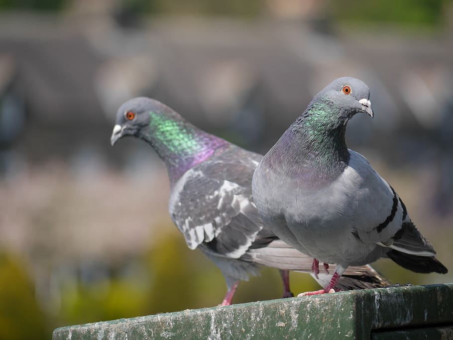 HD wallpaper: pigeon, bird, pair, park, breed, ornithology, color ...