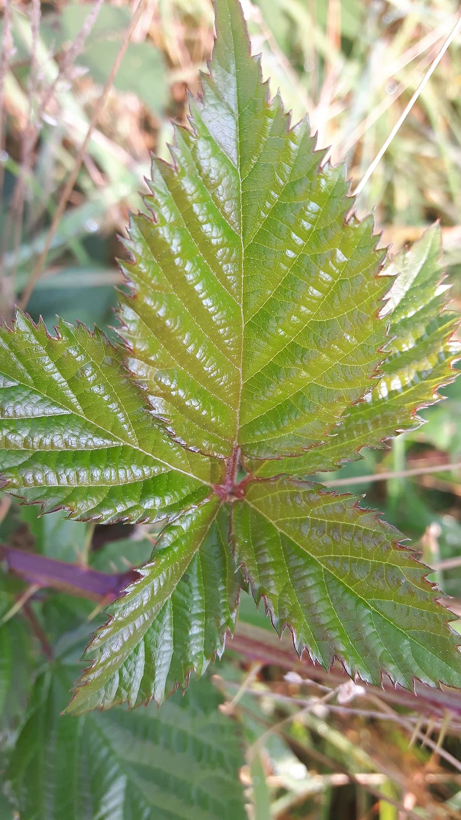 leaf, green, forest, plant part, green color, growth, close-up HD wallpaper