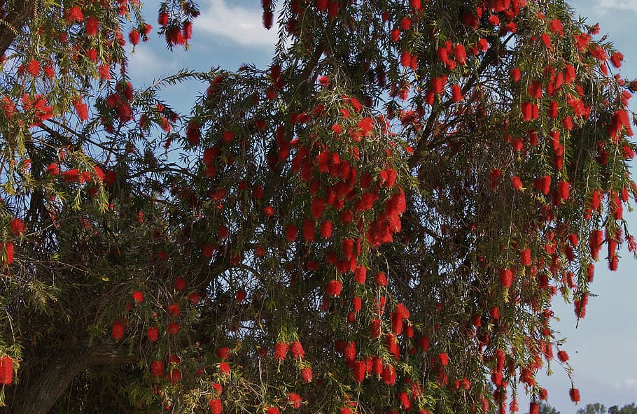 tree, red, flora, plant, growth, beauty in nature, no people HD wallpaper