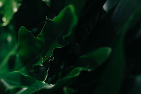 HD wallpaper: Close-Up Photo of Green Leaves, 4k wallpaper, blur, depth of  field | Wallpaper Flare