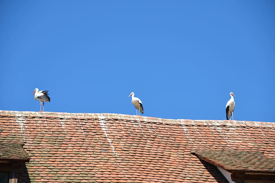 White, Storks, Birds, Animals, white storks, rattle stork, nature HD wallpaper