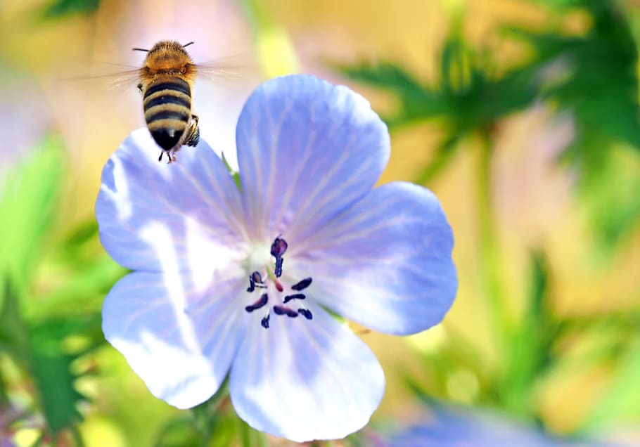Insect, Plant, Nature, flower, one animal, animal themes, bee HD wallpaper