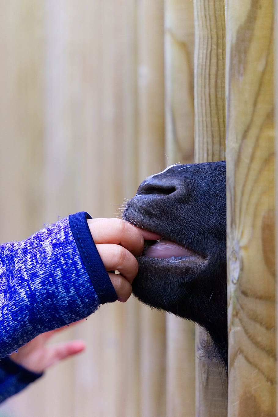 goat, feeding, child, hand, child's hand, sweet, hunger, hungry HD wallpaper