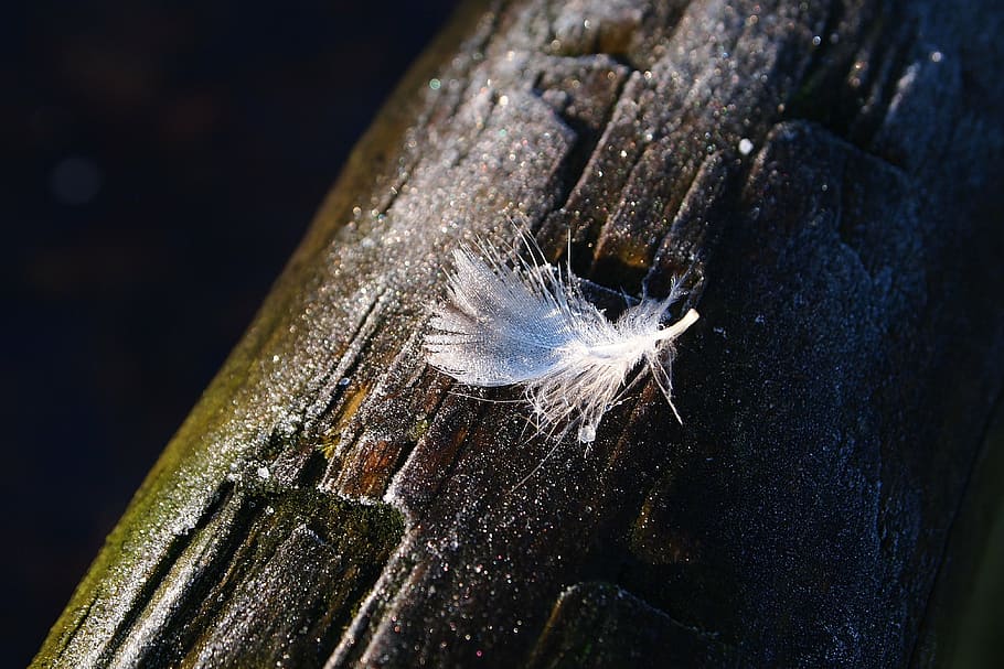 feather, bird feather, winter, ripe, wood, bridge railing, nature HD wallpaper