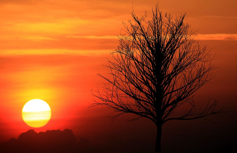 sunset, twilight, tree, dark, orange, sky, nature, dusk, outdoor HD wallpaper