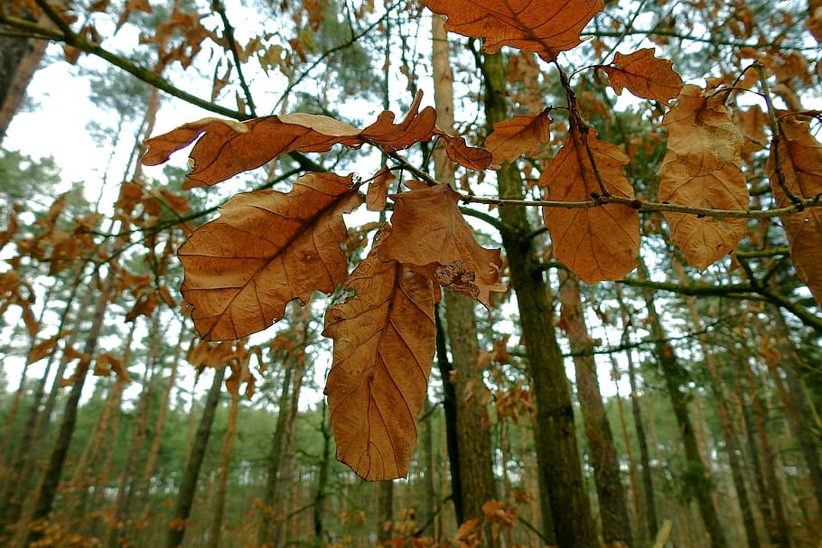 dry leaf, winter, tree, nature, low angle view, plant, focus on foreground HD wallpaper