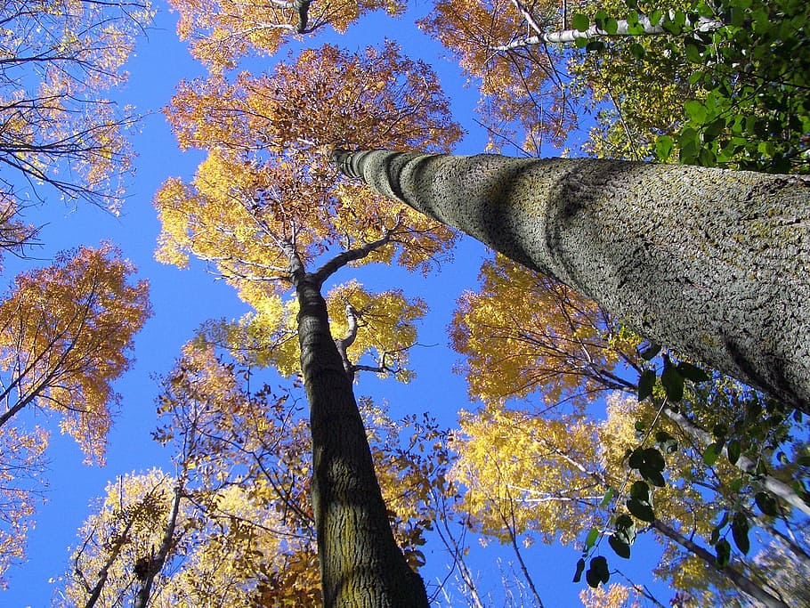 low-angle photography of trees, look up, forest, sky, nature HD wallpaper