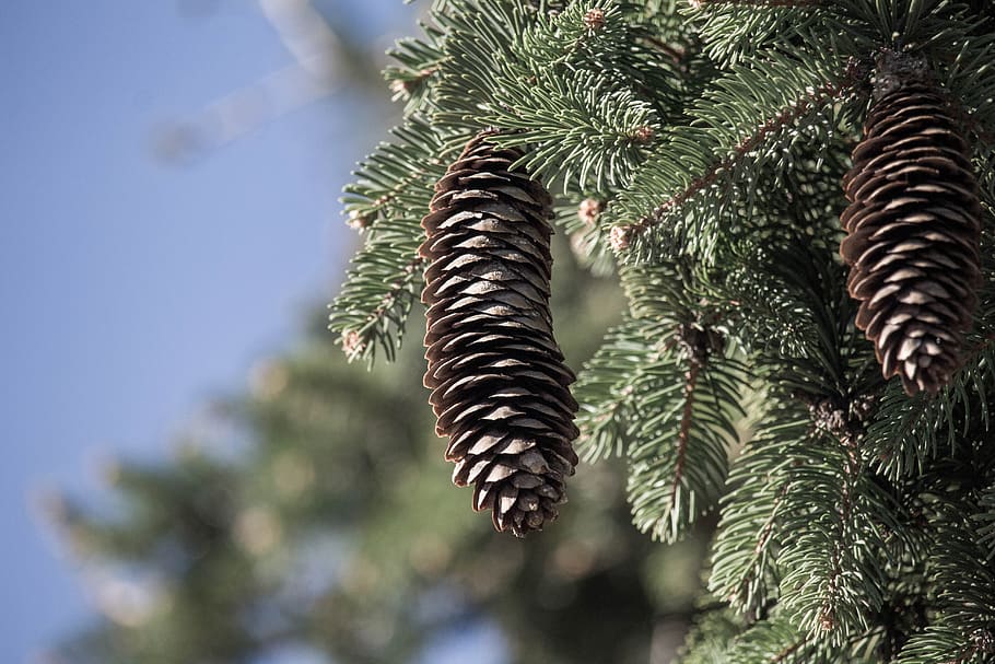 winter, tree, needle, nature, conifer, plant, growth, no people HD wallpaper