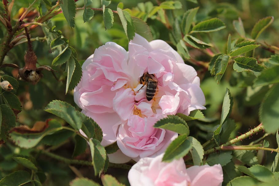 flower, bee, bees, nectar, pink, pink flower, botanical gardens HD wallpaper