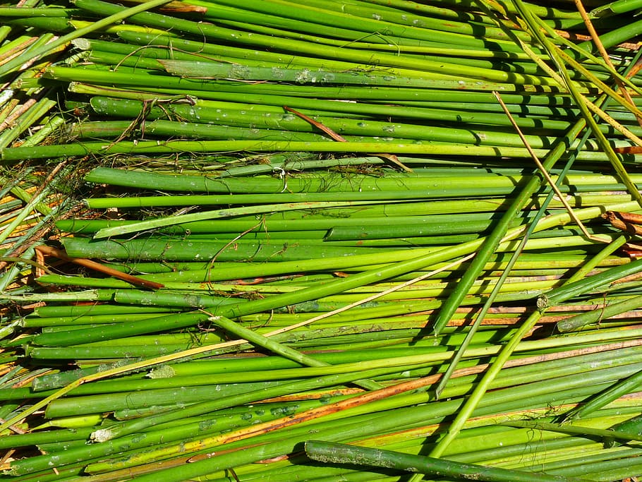 Reed, Rush, Green, totoraschilf, lake titicaca, peru, green color, HD wallpaper