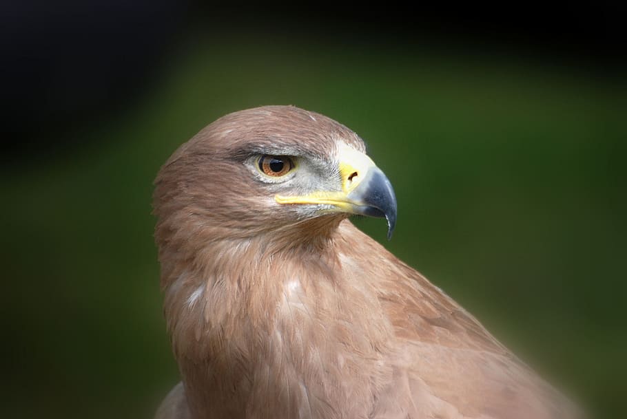eagle, raptor, predator, beak, hunter, bird, animal themes HD wallpaper