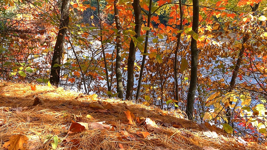 trees, forest, fall, landscape, autumn, change, plant, beauty in nature HD wallpaper