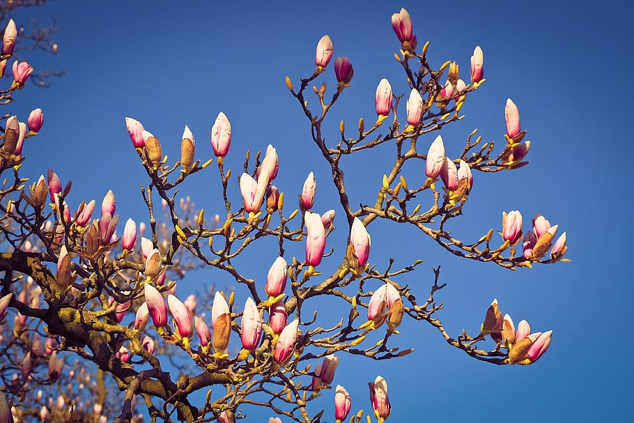 magnolia, tree, flowers, blossom, bloom, spring, nature, pink, HD wallpaper