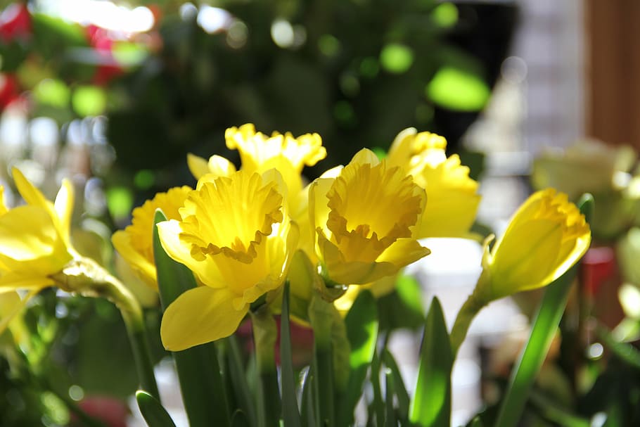 daffodils, flowers, spring, yellow flower, flowering plant HD wallpaper