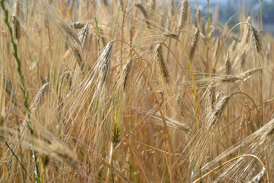 wheat, summer, meadow, field, landscape, summer meadow, crop HD wallpaper