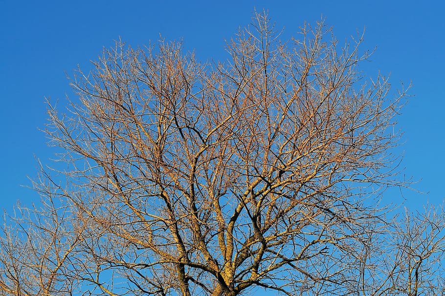 Tree, Aesthetic, Kahl, Crown, manicuring, late autumn, sky HD wallpaper