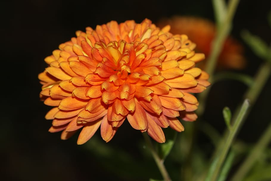 asters, genus, blossom, bloom, flower, flora, plant, garden HD wallpaper