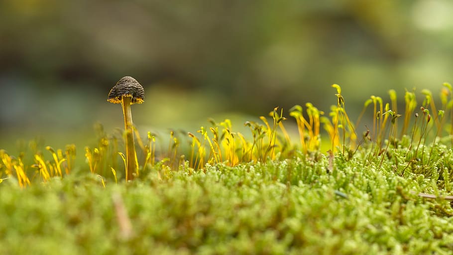 mushroom, moss, sponge, growth, flower, nature, one animal HD wallpaper