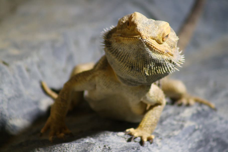 lizard, curious, reptile, zoo, exotic, creature, attention HD wallpaper