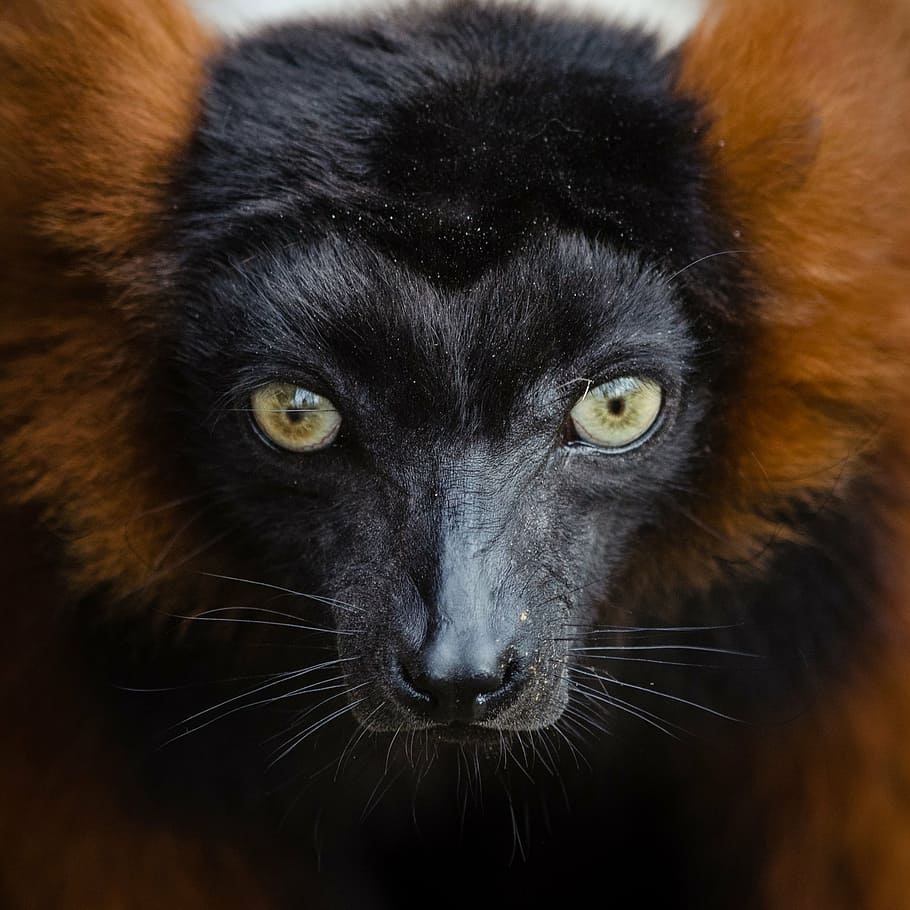black and brown animal in closeup photo, lemur, red, ruffed, portrait, HD wallpaper