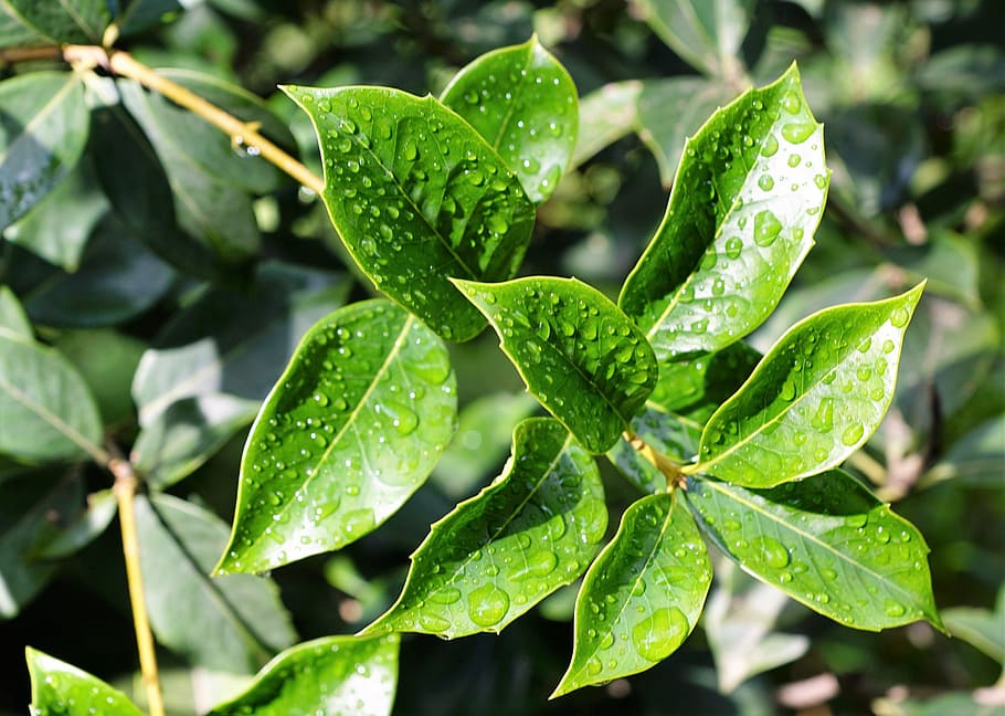 leaf, nature, bio, organic, vegan, herb, plant, trees, green HD wallpaper