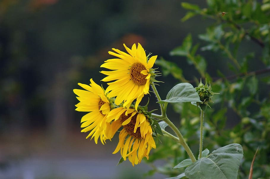 sunflower, yellow, green, flowering plant, freshness, beauty in nature HD wallpaper