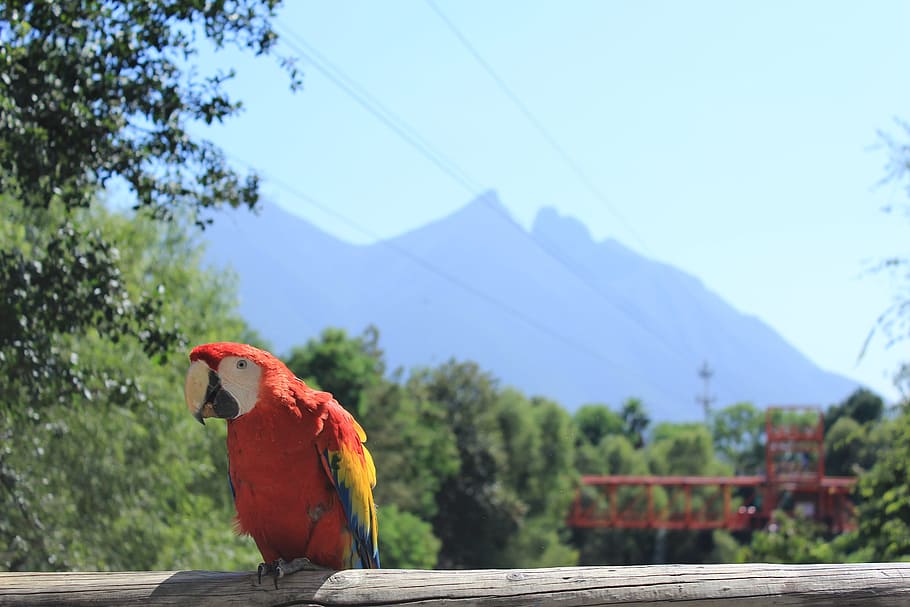 landscape, ave, macaw, nature, bird, animals, natural, beauty HD wallpaper