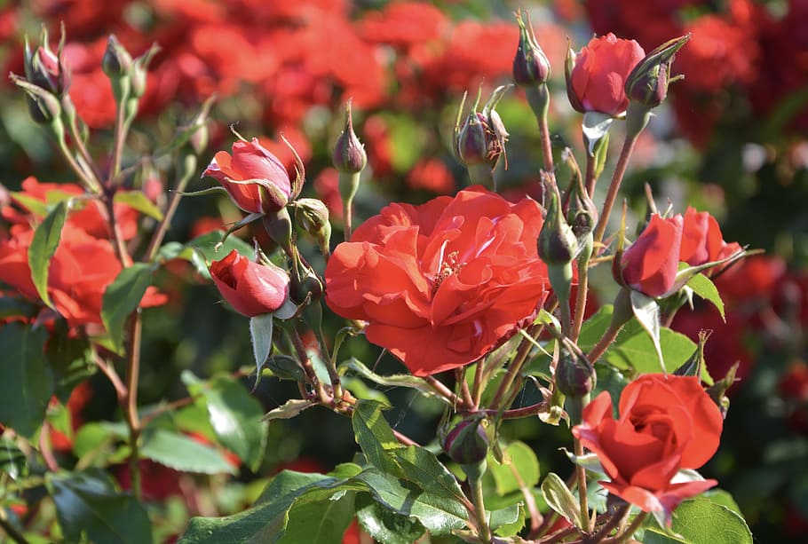 Red Rose, Rosebuds, Rosebush, Flower, petals, garden, spring, HD wallpaper