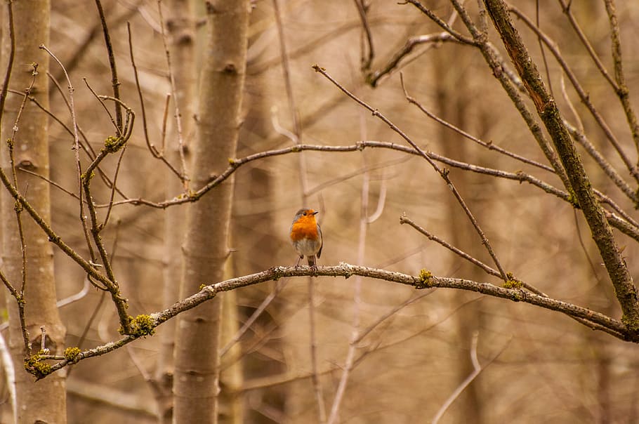 bird, nature, forest, tree, branch, bill, birds, animal, songbird HD wallpaper