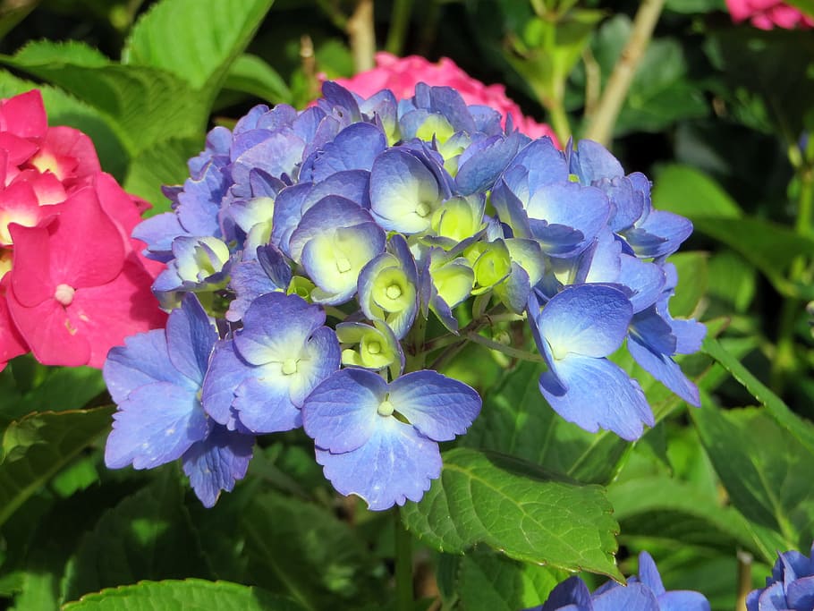 Hydrangea Macrophylla, blue, flowering, purple flowers, blue flowers HD wallpaper