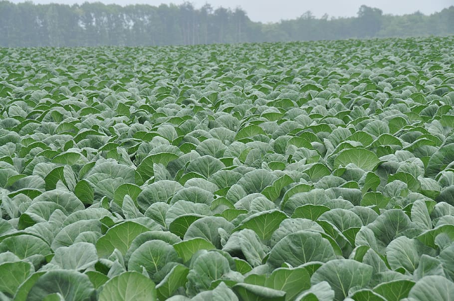 cabbage, cabbage field, olivine, growth, agriculture, plant