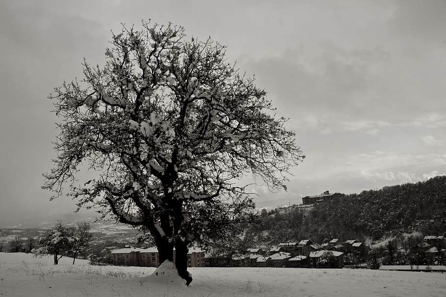 tree, snow, winter, nature, çaycuma, snow landscape, plant HD wallpaper