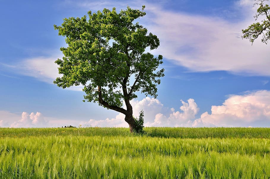 green trees and grass under gray and blue sky, nature, landscape HD wallpaper