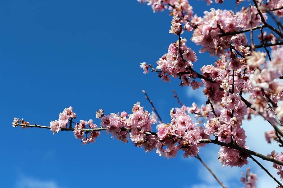pink, blossom, bloom, spring, flower, tree, pink flowers, petal HD wallpaper