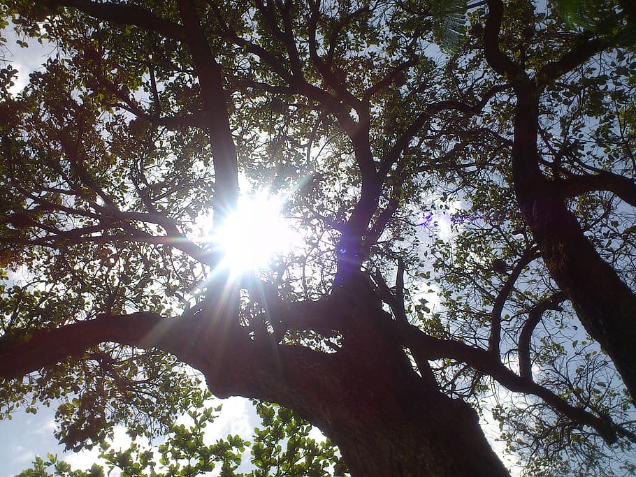 tree, sun, shadow, plant, low angle view, sky, sunlight, nature HD wallpaper
