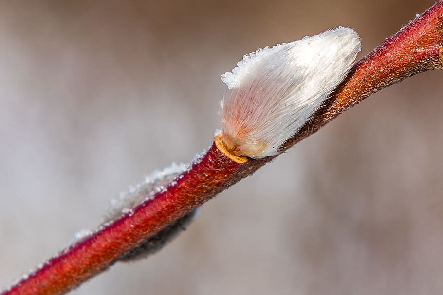 Pasture, Nature, Frost, bud, pussy willow, close-up, no people