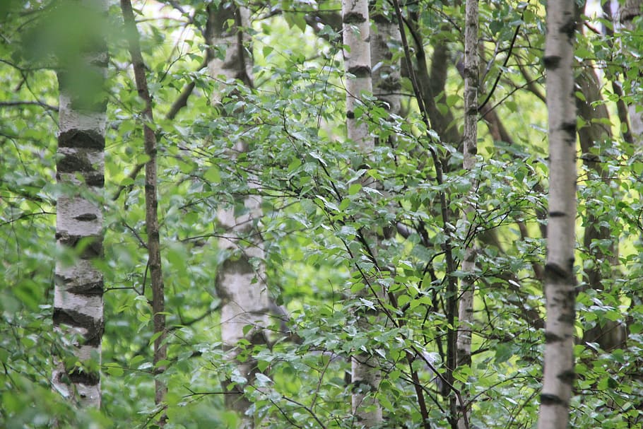 birch, forest, trees, nature, green, plant, growth, day, green color HD wallpaper
