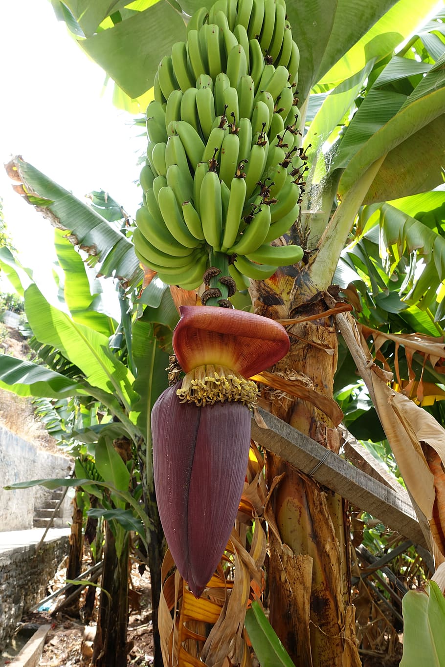 portugal, madeira, bananas, nature, fruit, musa, plant, banana tree, HD wallpaper