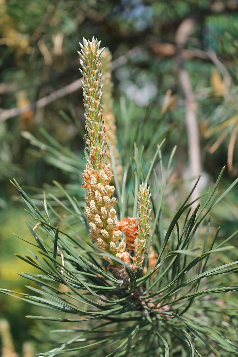 pine, branch, needles, pine branch, growth, plant, focus on foreground HD wallpaper