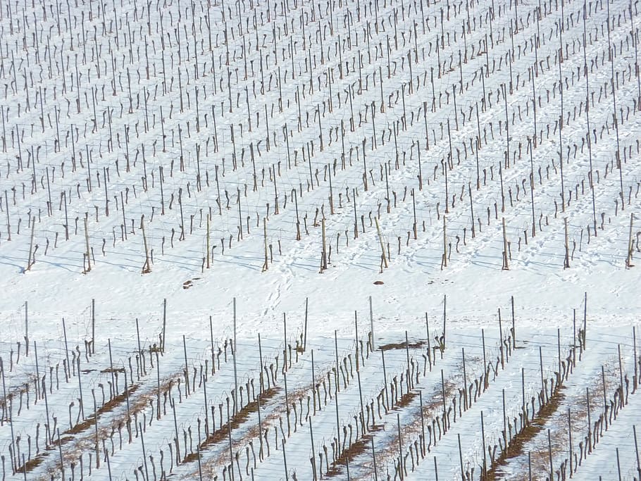 Vineyard, Winter, Nierstein, Snow, Vines, vineyard in winter HD wallpaper