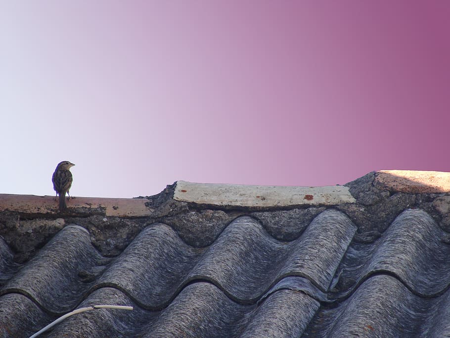 sparrow, bird, copy space, sky, clear sky, day, low angle view HD wallpaper