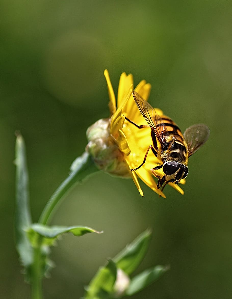 Insect, Macro, Flower, Nature, Color, summer, bee, pollination HD wallpaper