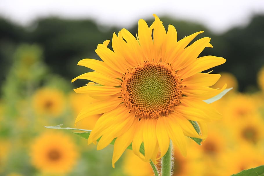 sunflower, let reonpam, outing, flowering plant, beauty in nature HD wallpaper