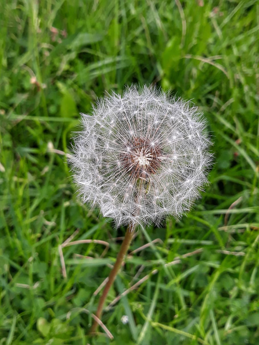 nature dandelion, kites, plant, flower, flowering plant, fragility HD wallpaper